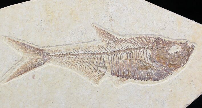 Detailed Diplomystus Fish Fossil From Wyoming #22301